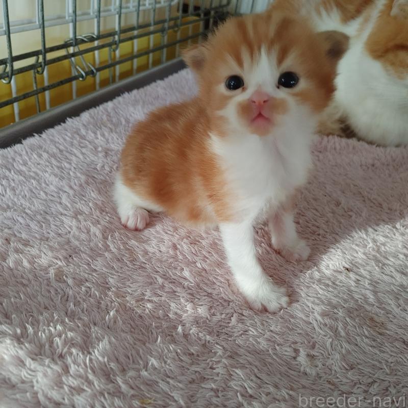 東風克彦ブリーダーの詳細