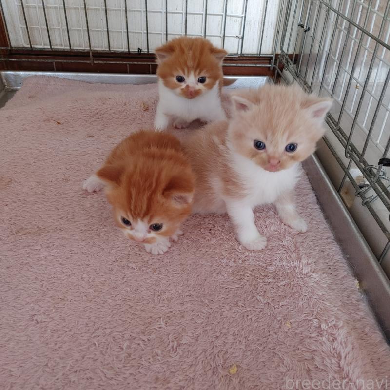 東風克彦ブリーダーの詳細