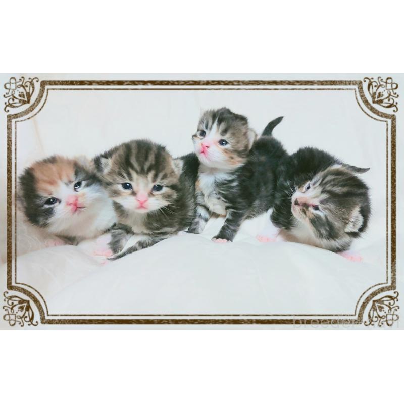 石川景子ブリーダーの詳細