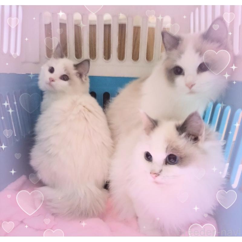 石川景子ブリーダーの詳細