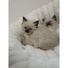 石川景子ブリーダー