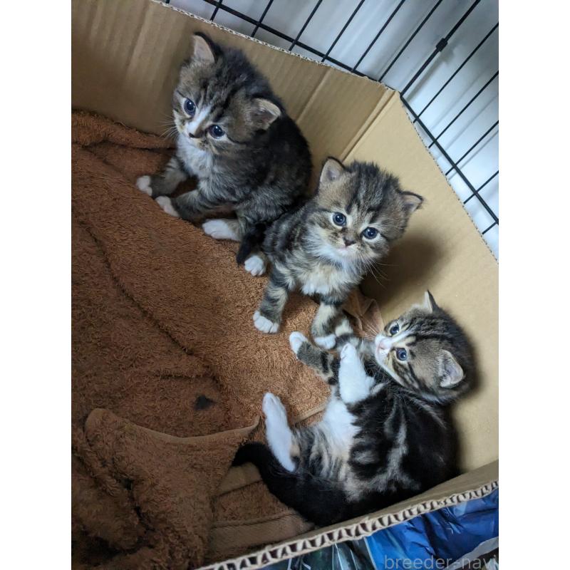 細井芳恵ブリーダーの詳細