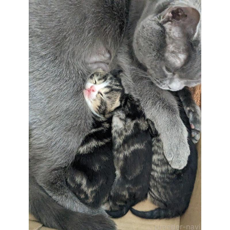 細井芳恵ブリーダーの詳細