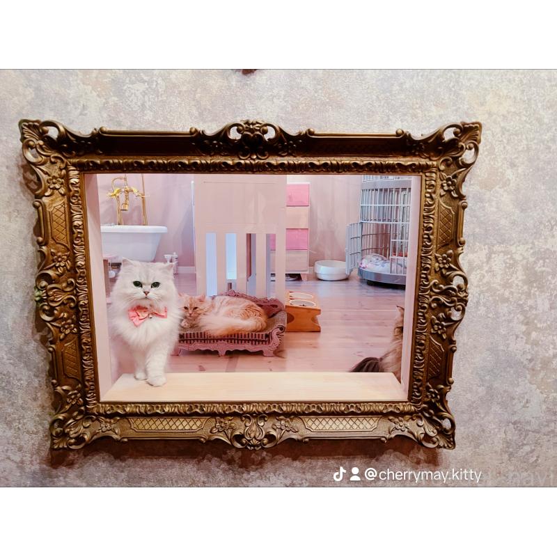 佐野綾子ブリーダーの詳細