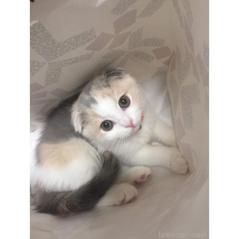 麻生敬子ブリーダーの詳細