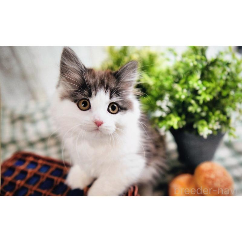 麻生敬子ブリーダーの詳細