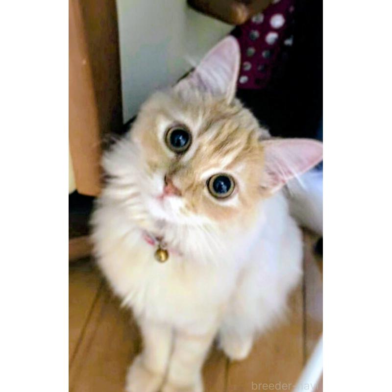 麻生敬子ブリーダーの詳細