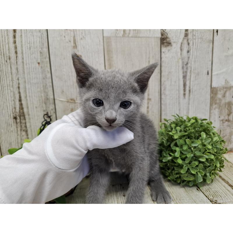 木村祐介ブリーダーの詳細