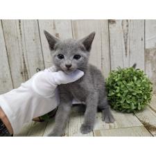 木村祐介ブリーダー