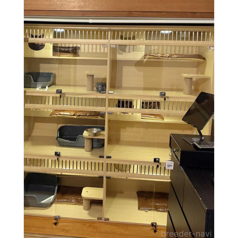 陳可揚ブリーダーの詳細