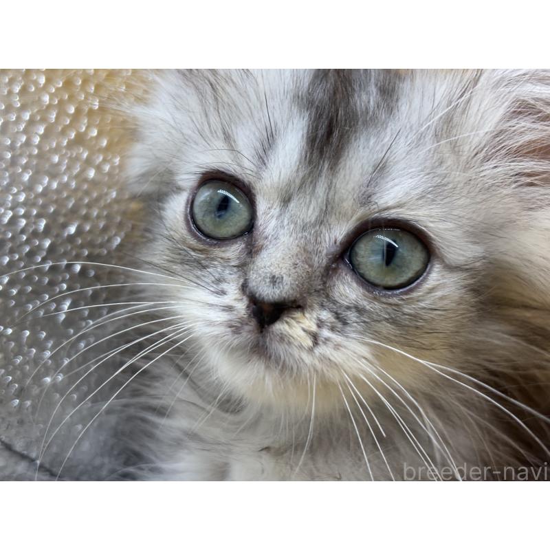 砂押秀嘉ブリーダーの詳細