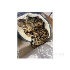 笹埜祐矢ブリーダー