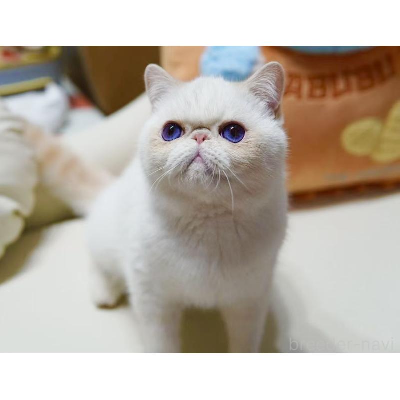 蘭成杰ブリーダーの詳細