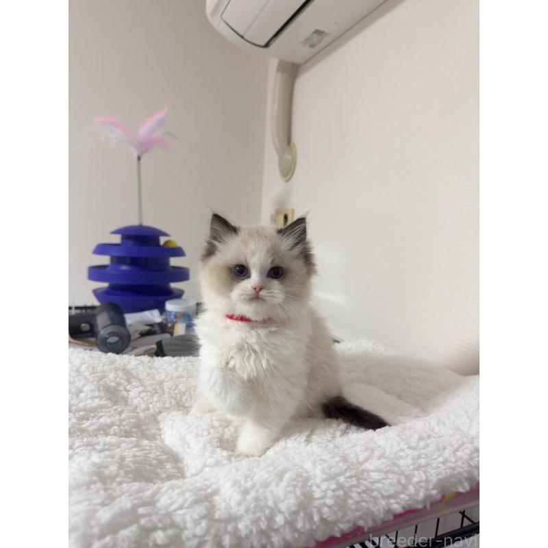 浦貴美ブリーダーの詳細