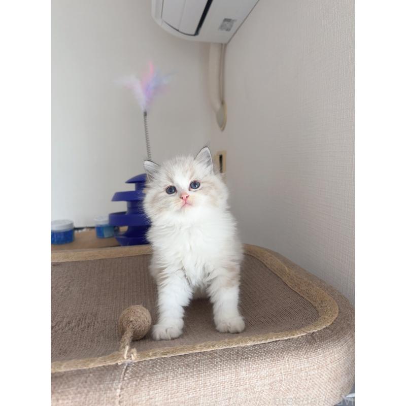 浦貴美ブリーダーの詳細