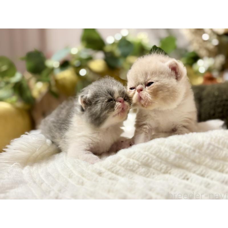 奥野なつきブリーダーの詳細の1枚目