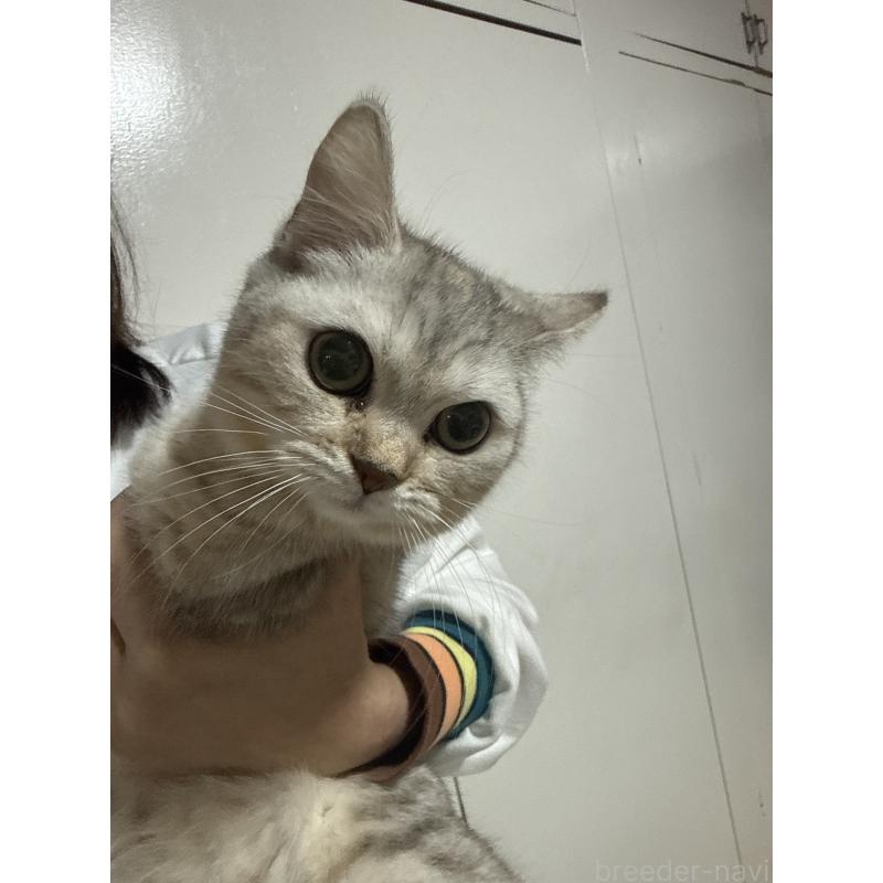 沈秀菙ブリーダーの詳細の1枚目