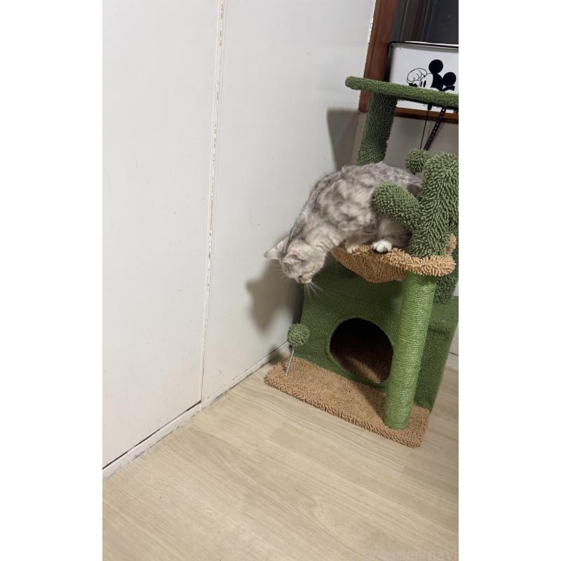 沈秀菙ブリーダーの詳細