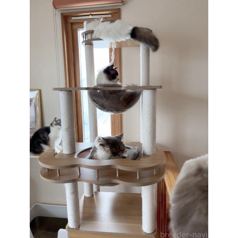 西村緑ブリーダーの詳細