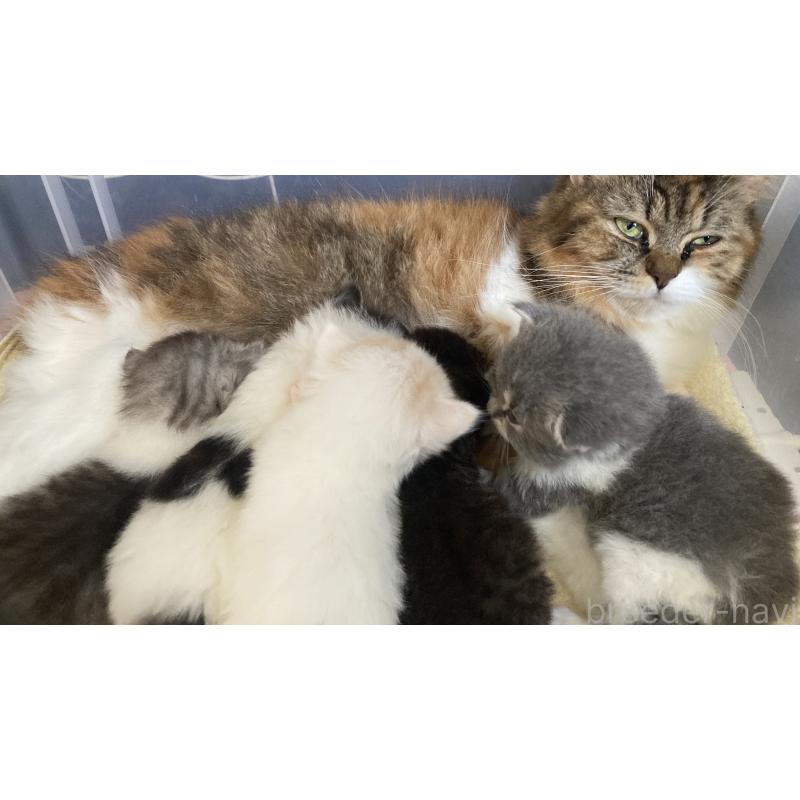 佐藤理沙ブリーダーの詳細の1枚目