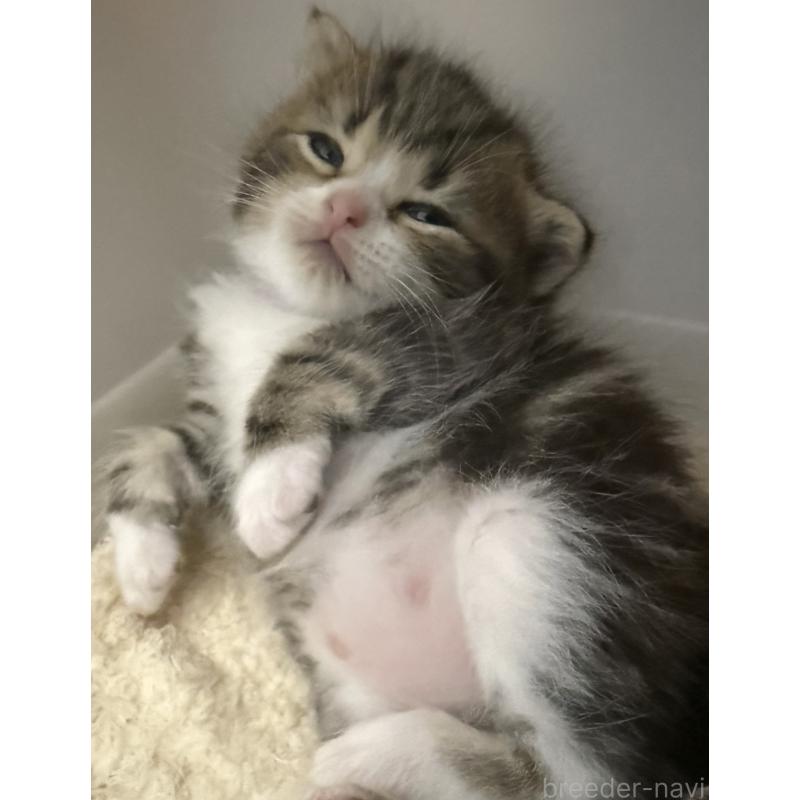 佐藤理沙ブリーダーの詳細