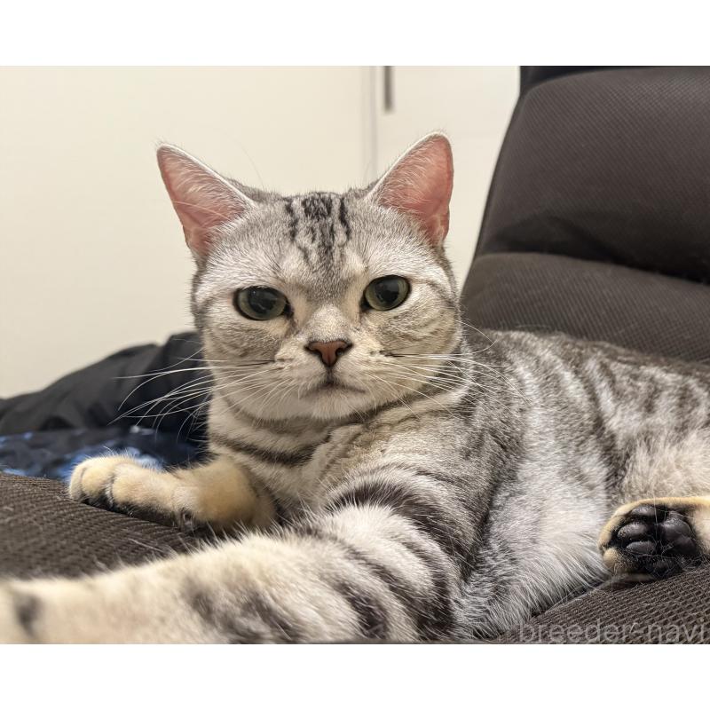 佐藤理沙ブリーダーの詳細