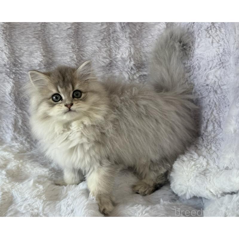 佐藤理沙ブリーダーの詳細