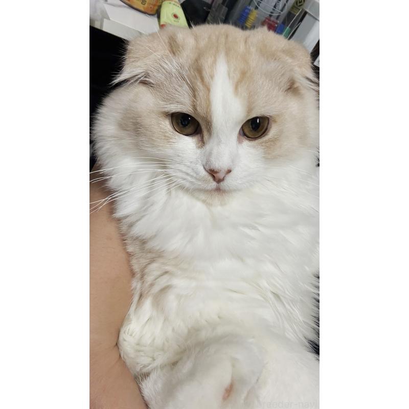 佐藤理沙ブリーダーの詳細