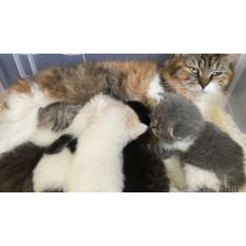 佐藤理沙ブリーダー