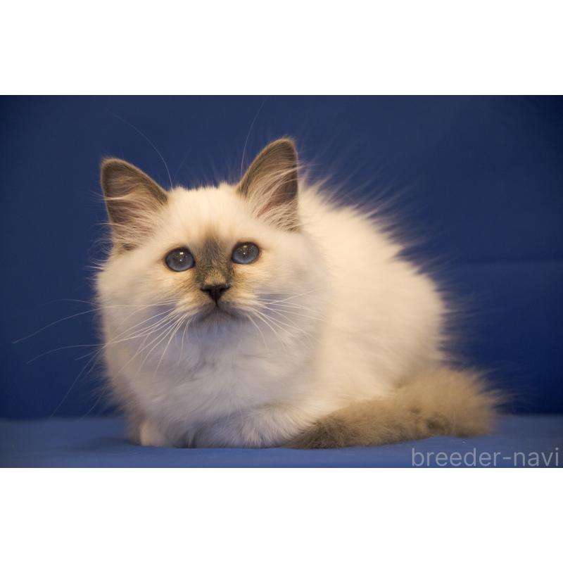 菊地誠一ブリーダーの詳細の1枚目