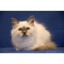 菊地誠一ブリーダー