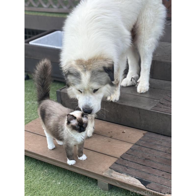 山本純子ブリーダーの詳細の1枚目