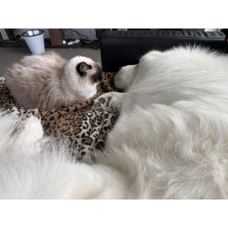 山本純子ブリーダーの詳細