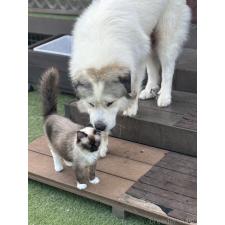 山本純子ブリーダー