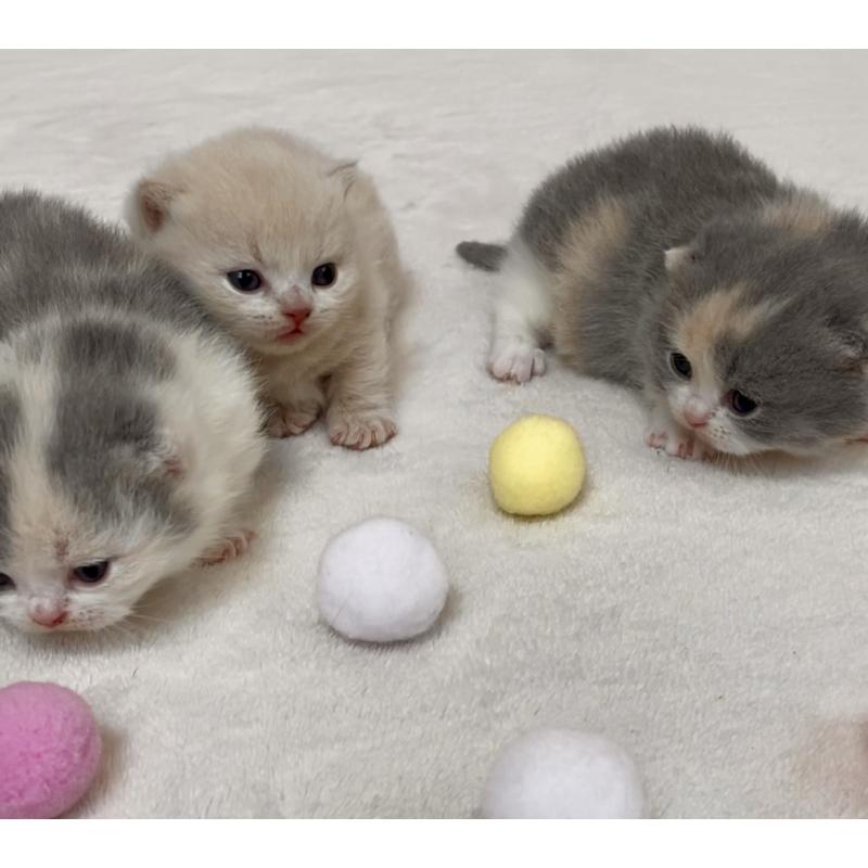 菅原由美ブリーダーの詳細