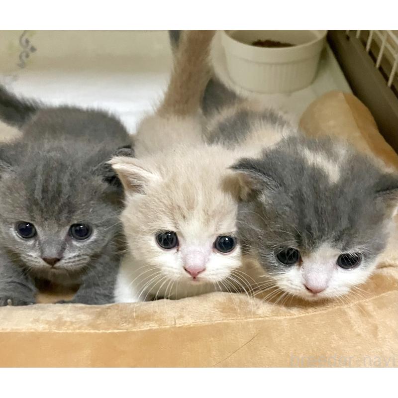 菅原由美ブリーダーの詳細