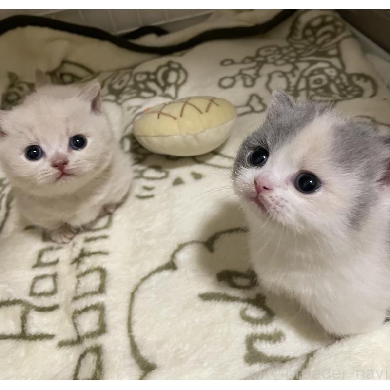 菅原由美ブリーダーの詳細