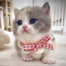 菅原由美ブリーダー