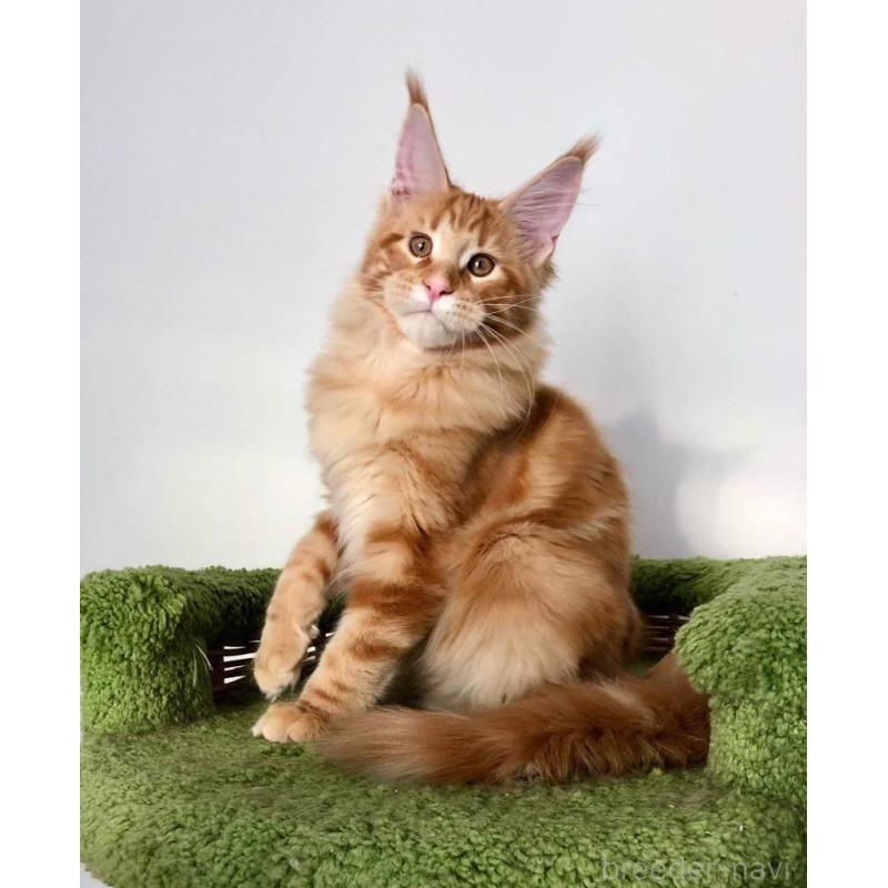 宮崎綾香ブリーダーの詳細の1枚目