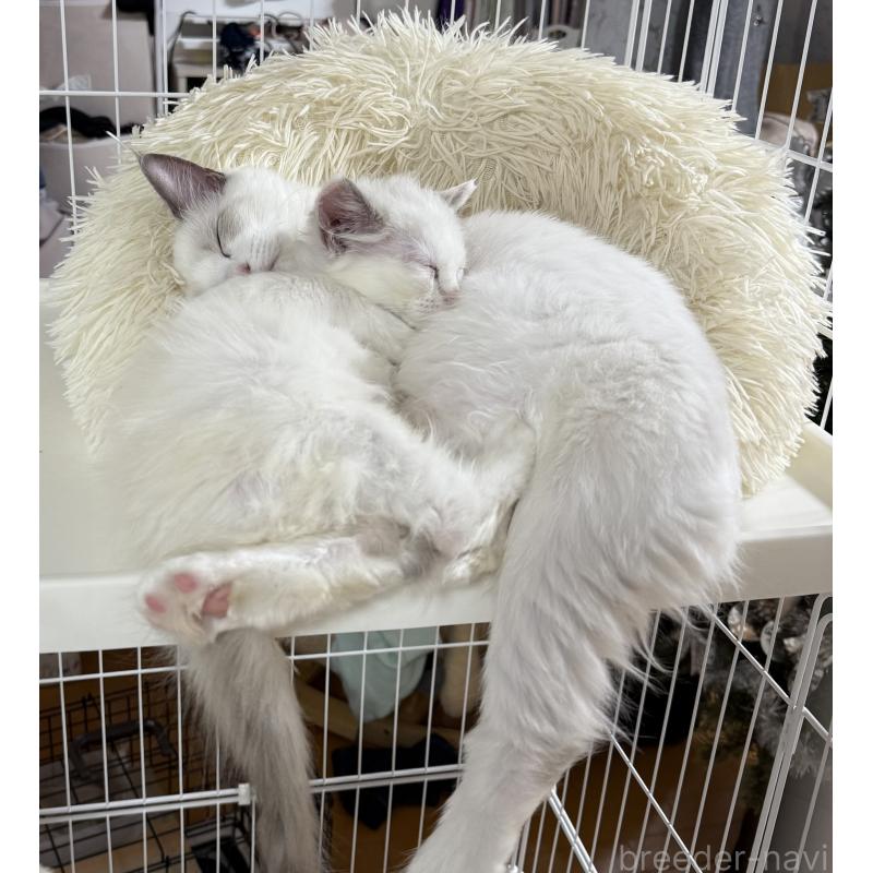 坂巻秀二朗ブリーダーの詳細