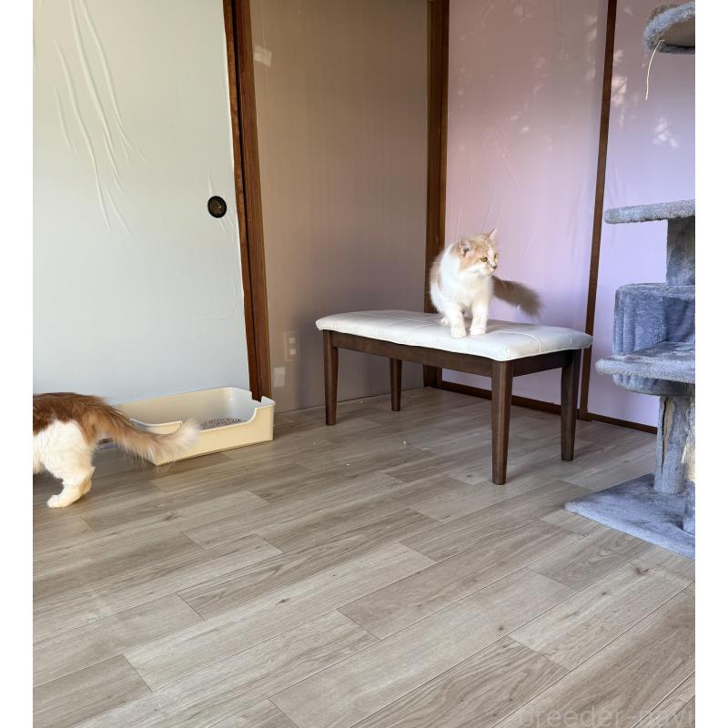 坂巻秀二朗ブリーダーの詳細