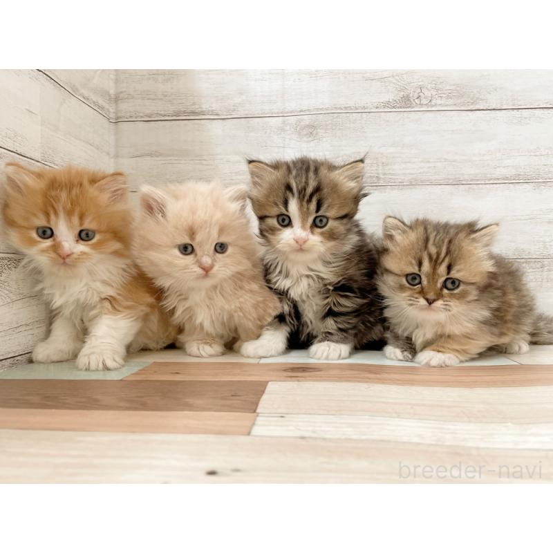 竹内啓二ブリーダーの詳細