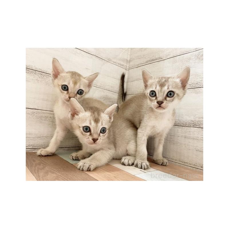 竹内啓二ブリーダーの詳細