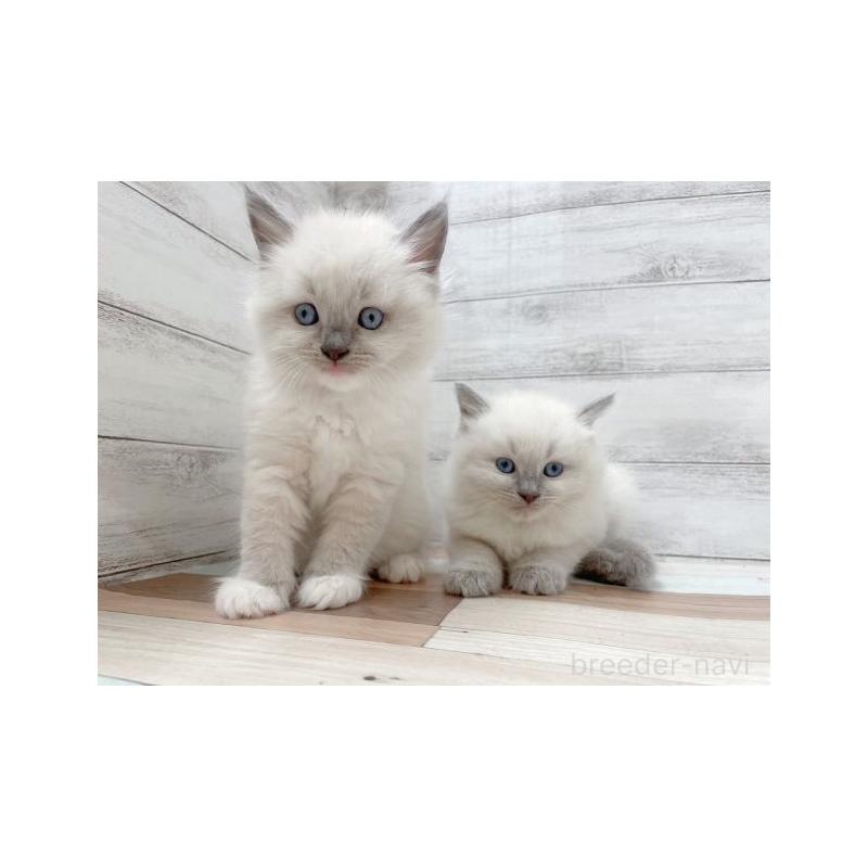 竹内啓二ブリーダーの詳細