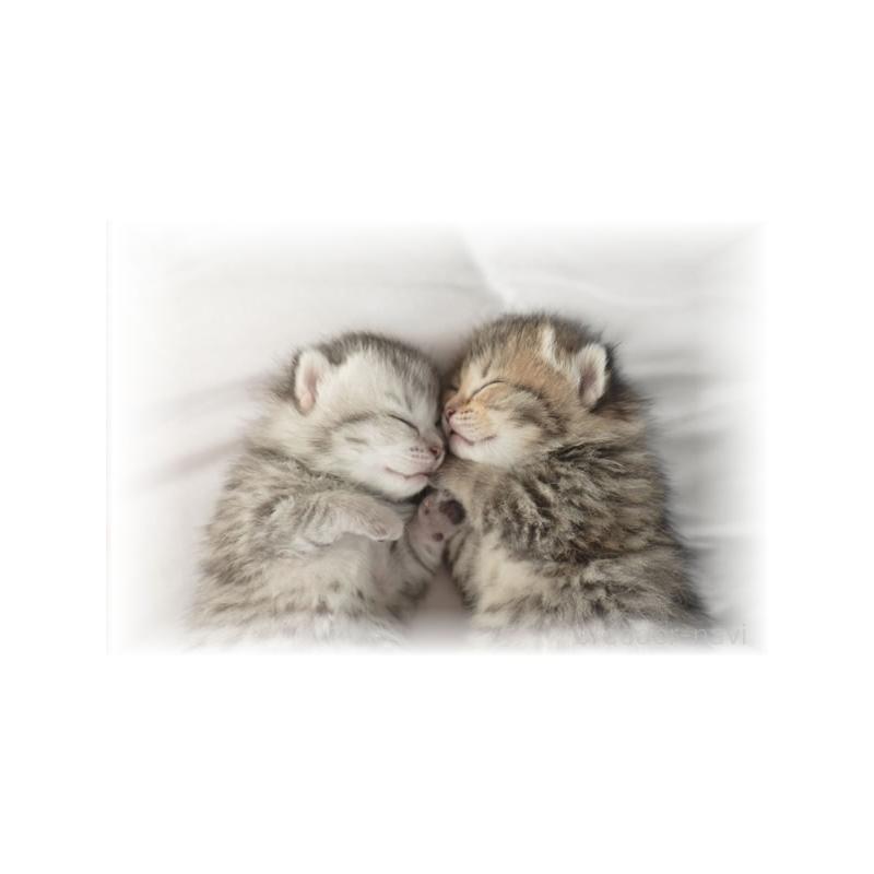 竹内啓二ブリーダーの詳細