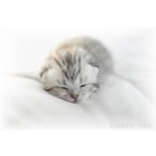 竹内啓二ブリーダー