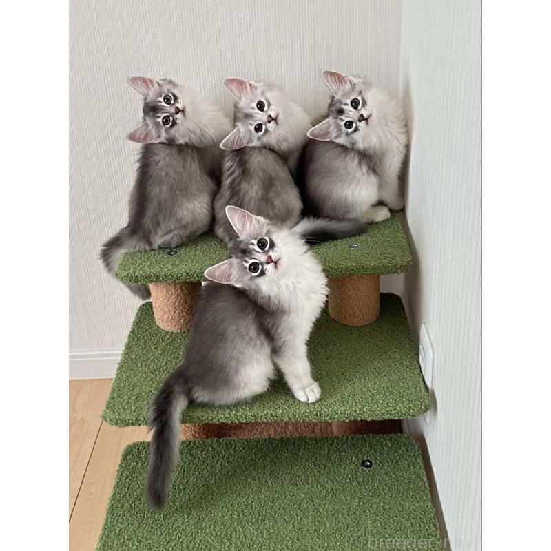 大原有花ブリーダーの詳細の1枚目