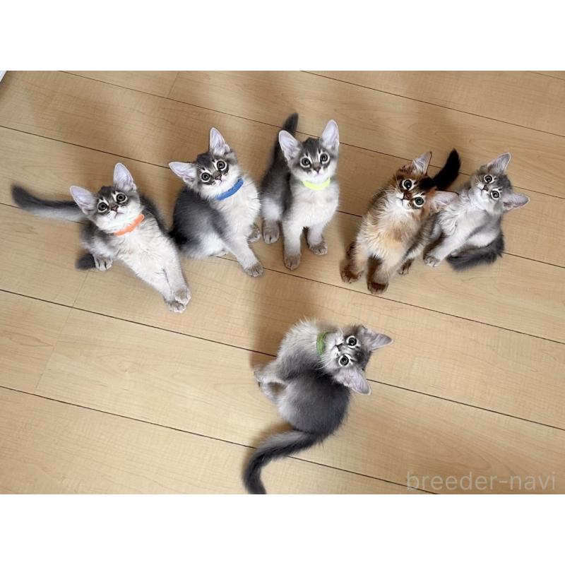 大原有花ブリーダーの詳細