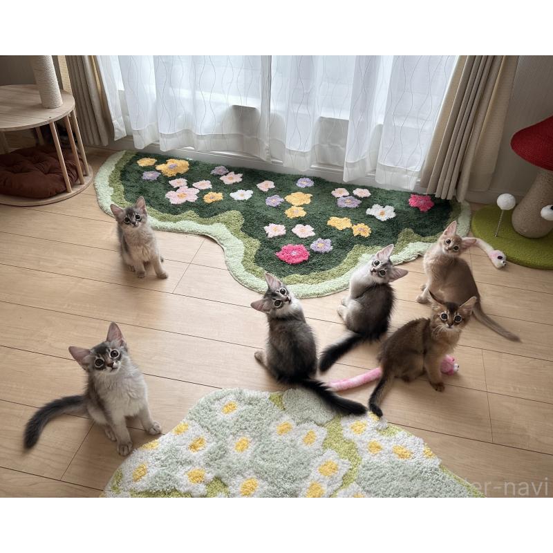 大原有花ブリーダーの詳細