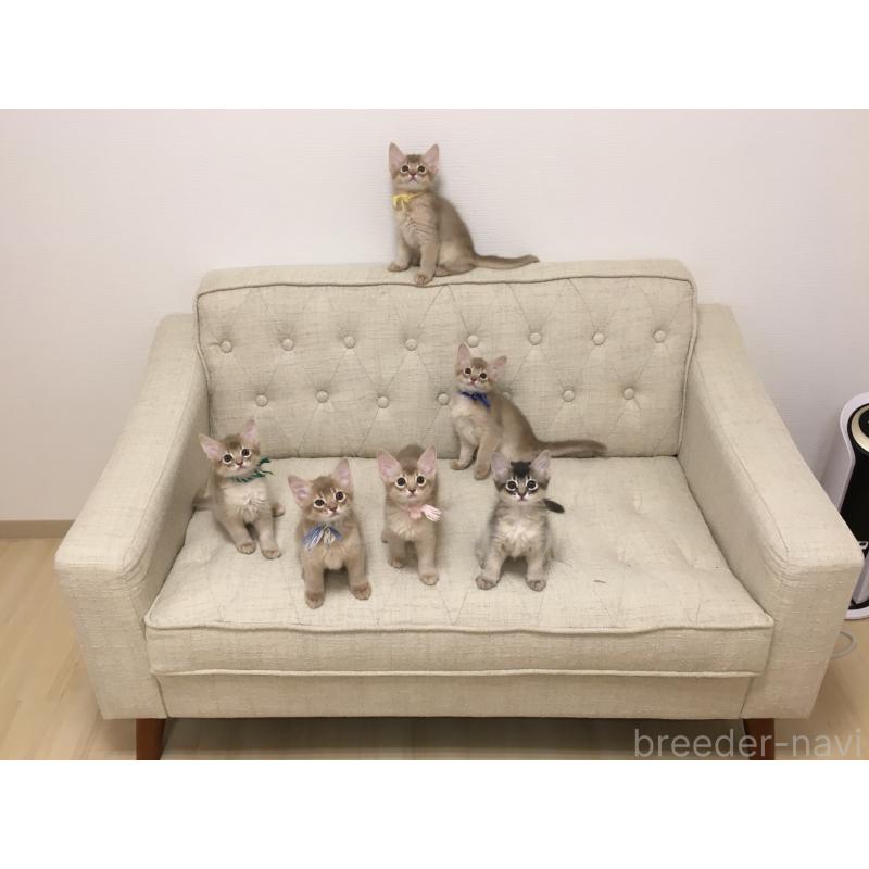 大原有花ブリーダーの詳細